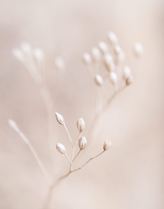 Dry flowers plant floral branch on soft beige pastel background.