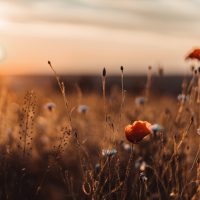 Beautiful nature background with red poppy flower poppy in the sunset in the field. Remembrance day, Veterans day, lest we forget concept.