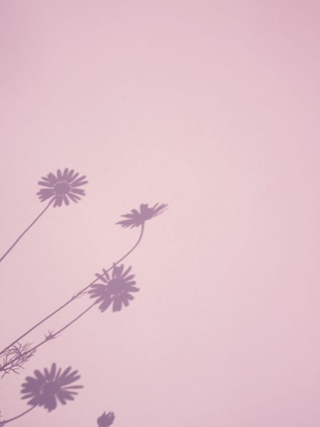 Shadow of flowers on pink background. Sun day. Overlay, copy space.